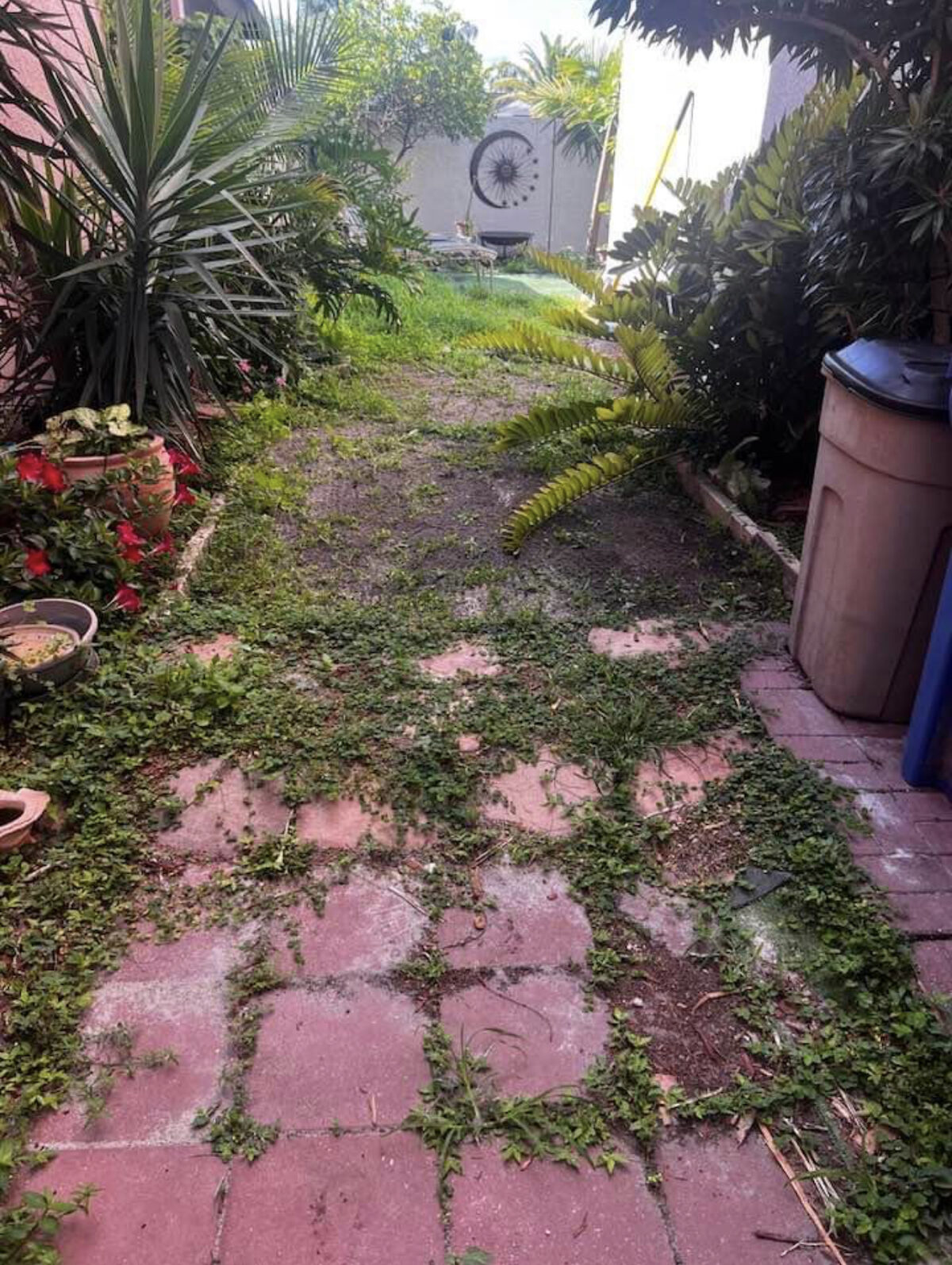 Red brick side-yard walkway overgrown with weeds and grass before pressure washing in Tampa, FL